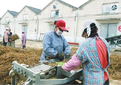 长治沁县中药材种植带动农民增收