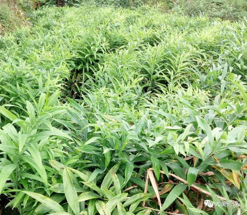 宜宾 一项中药材种植,筠连便从土地里挖出了4.55亿元的产业