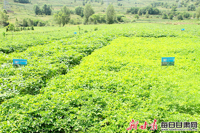 华亭山寨乡:撂荒地种出“金”叶子