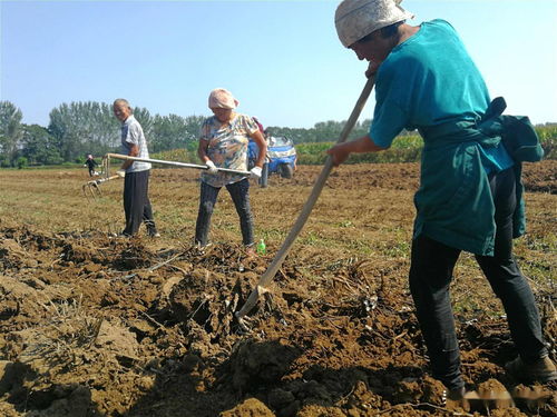 农民种植热门中药材,行情一跌再跌,药材商报价太伤人