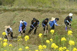 农户每年增收2400元 亩 广西三江农户种植中草药增收脱贫