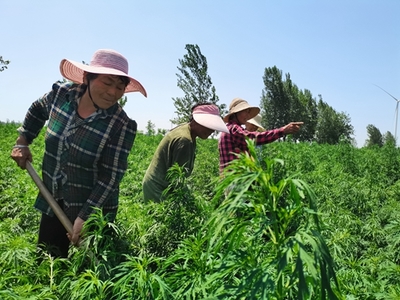 张店镇:小小益母草 振兴大产业