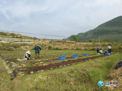 德安:金樱花开满山头 药材飘香产业兴