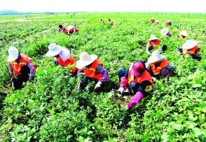 淮安涟水打造“中医药养生小镇”